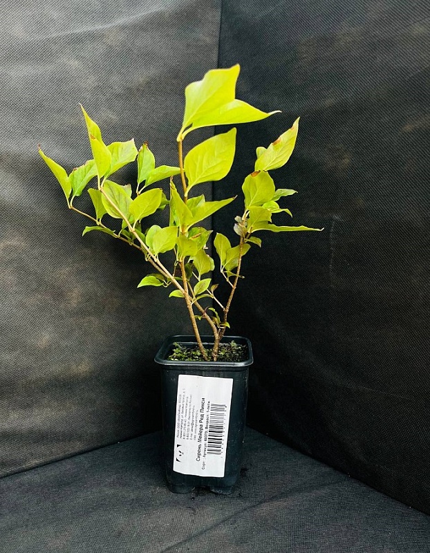 Сирень Мейера Ред Пикси 1 шт Р9